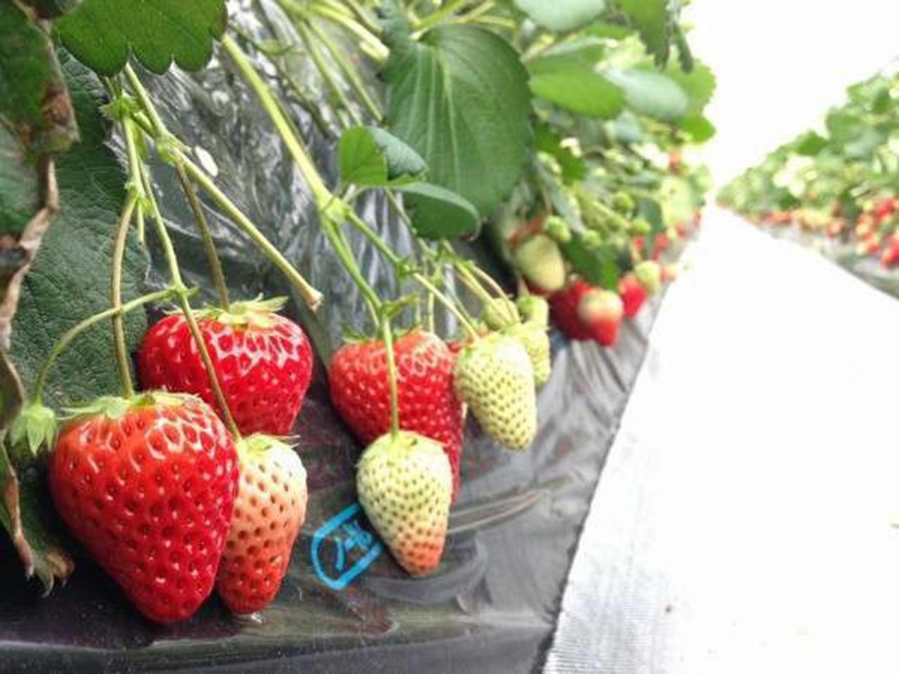 ホテル ペンション 百万本のバラ 下田市 エクステリア 写真